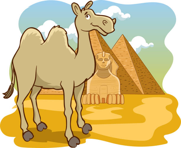 illustrazioni stock, clip art, cartoni animati e icone di tendenza di vettore del fumetto del cammello e delle piramidi - egypt cairo pyramid sunset