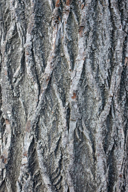 Tree bark close up - fotografia de stock