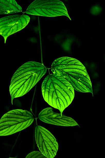 istock Green leaves on dark background 1479705465