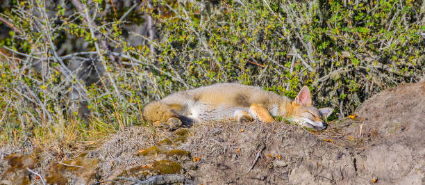istock Panoramic fox slepping at top of small hill, ushuaia, argentina 1479707938
