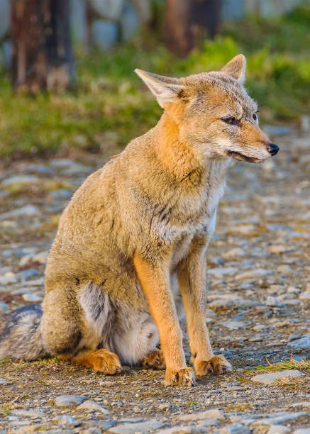 istock Fox sitting at ground, ushuaia, argentina 1479708666
