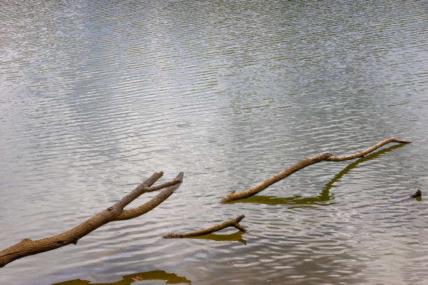 istock Fallen Tree branches laying in a body of water. 1479708813