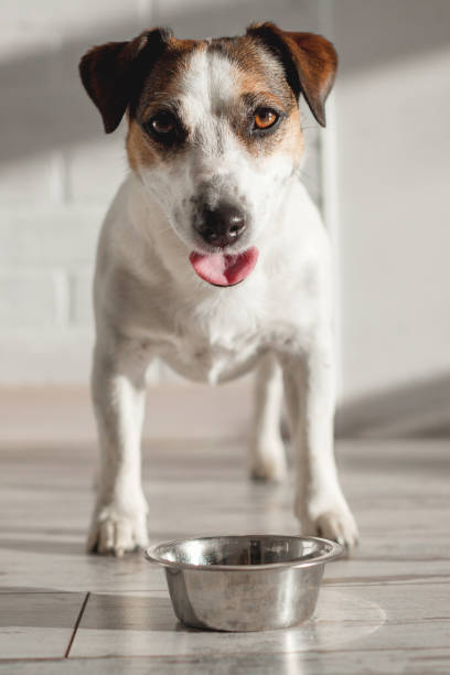 istock Cute dog eating food from bowl 1479709049