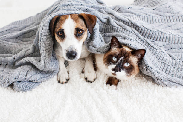 istock Dog and cat together under blanket 1479709052