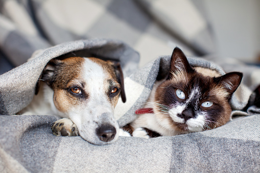 Dog and cat together under cozy warm blanket