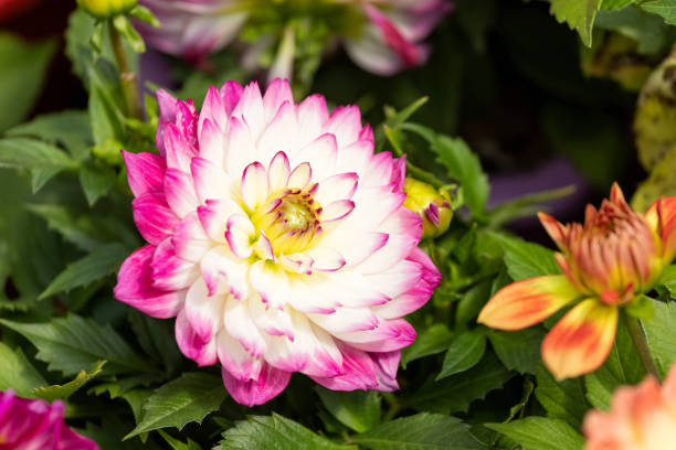 istock Dahlias in full bloom 1479710067