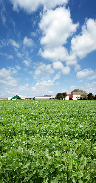 xxxl soia farm - nebraska midwest usa farm prairie foto e immagini stock