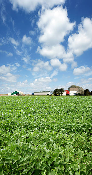 XXXL soybean farm