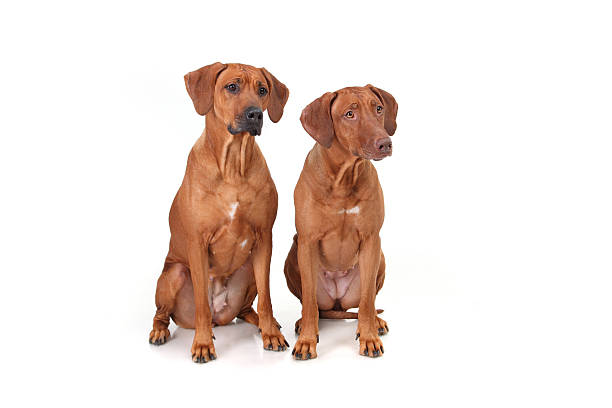 istock two Rhodesian Ridgeback dog breed on a white background 147971096