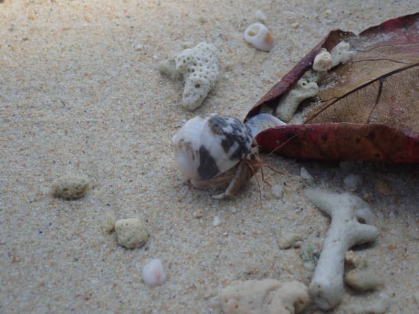 istock Hermit crab in Kradan island 1479712067