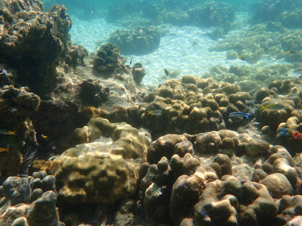 istock Fish in Kradan island 1479712129