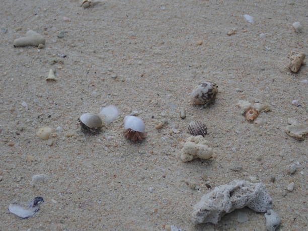 istock Hermit crab in Kradan island 1479712134
