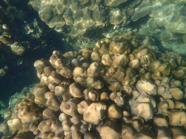istock Fish in Kradan island 1479712184