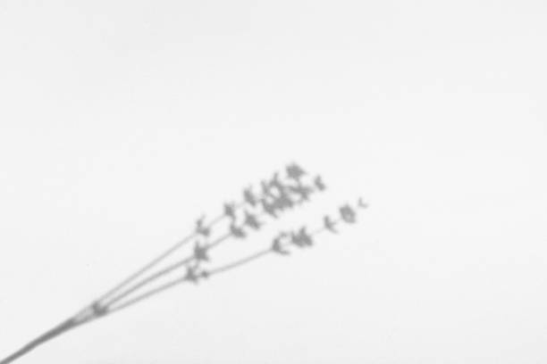 istock Summer background of shadows branch leaves on a white wall. 1479712821