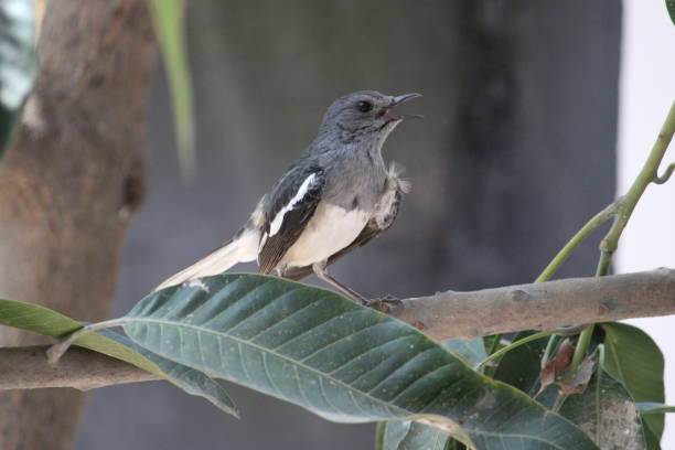 istock Beautiful bird sitting on the tree 1479714064
