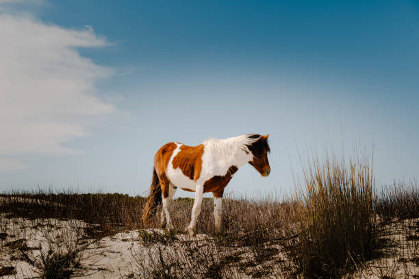 istock Wild Horse of Assateague 1479716201