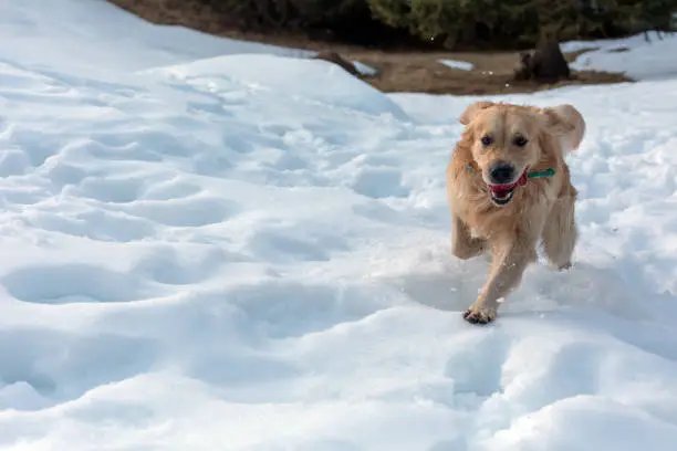 golden retriever is playing in the snow