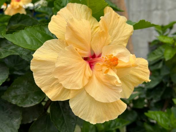 istock Beautiful Hibiscus flower 1479718385