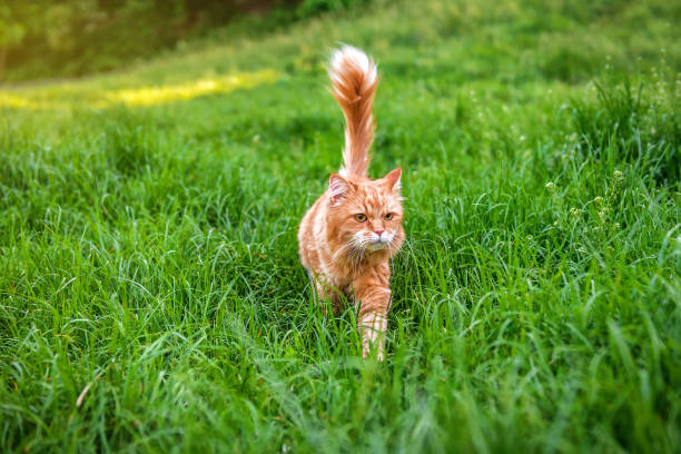 istock Red ginger cat walking in green grass 1479719465