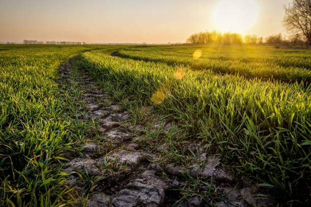 Tractor track in agricultural field Tractor track in agricultural field at sunset country road road corn crop farm stock pictures, royalty-free photos & images