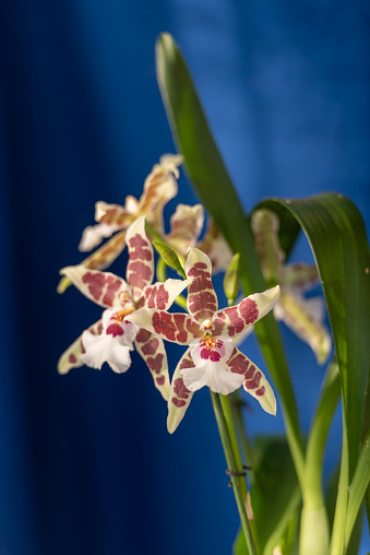 Blooming Odontoglossum Orchid on Blue Background