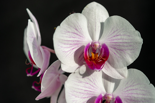 Close up Beautiful Flower of Phalaenopsis - Moth Orchids or Butterfly Orchids on Black Background