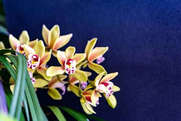 closeup of the beautiful orchid flower in early spring