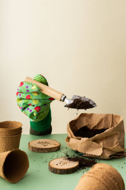 istock Hand in a glove planting tomato seeds 1479720532