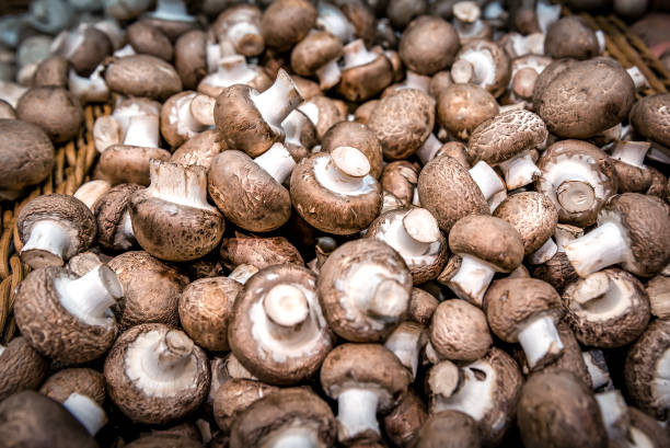 Common brown mushrooms texture stock photo