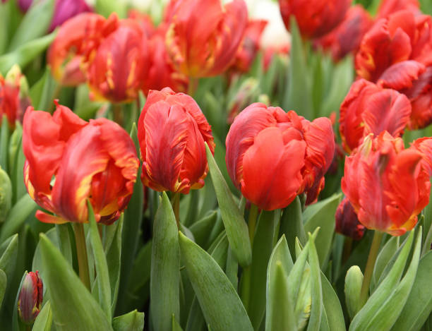 istock Gentle and fantastic Double Rococo Parrot Tulips, large double flowers in spring 1479723511