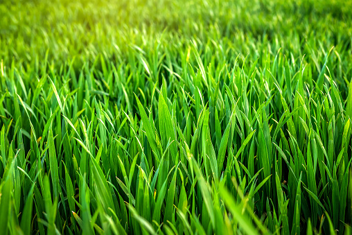 Green lush wheat grass field as a texture