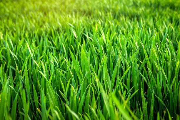 Green lush wheat grass stock photo