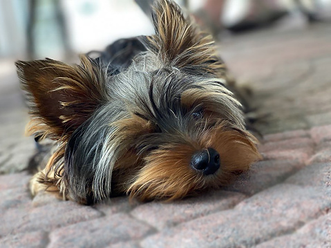 Closeup of small yorkshire terrier puppy lying on carpeted floor