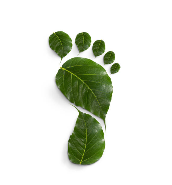 istock green leaf growing footprints, co2 symbol isolated on White Background. Reduce CO2 emission concept.Clean and friendly environment without carbon dioxide emissions. 1479731669