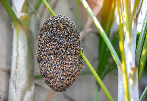 bee swarm in tree. Honeycomb and honey bee or Apis florea on palm tree plant and blurred green leaf background.