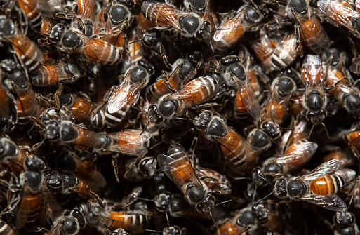 The queen (apis mellifera) is marked with spots and bee workers around her  the life of a bee colony. Swarming bee colony congregating around their queen