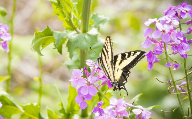 istock Western Tiger Swallowtail Butterfly 1479731920
