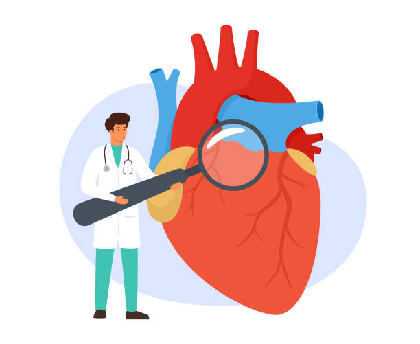 심장학 개념의 벡터 그림입니다. 심장 전문의 의사는 돋보기를 들고 인간의 심장을 검사합니다. - stethoscope human cardiovascular system pulse trace healthcare and medicine stock illustrations