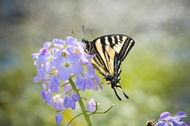 istock Western Tiger Swallowtail Butterfly 1479732506
