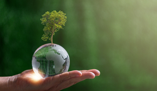 Close up of hand holding crystal globe with tree on green blur nature background, earth day or world environment day concept. Green world and sustainable conservation of forest resources.