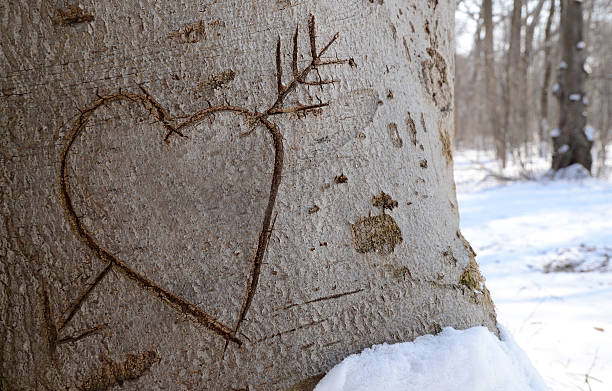 istock Carved heart in a pine tree 147973411