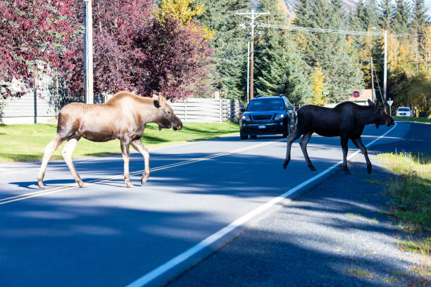istock Moose Calf Crossing Alaskan Town 1479734369