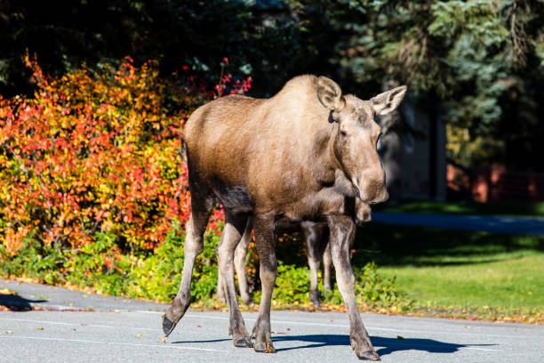 istock Moose Cow Crossing Alaskan Street 1479734617