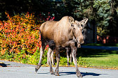 Moose Cow Crossing Alaskan Street