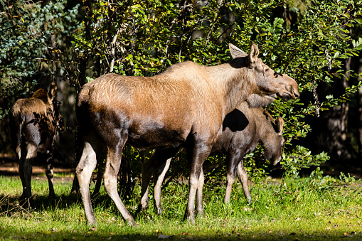 A serene scene unfolds as a moose cow grazes peacefully with her calves in a public park on a sunny day, delighting passersby with their presence.