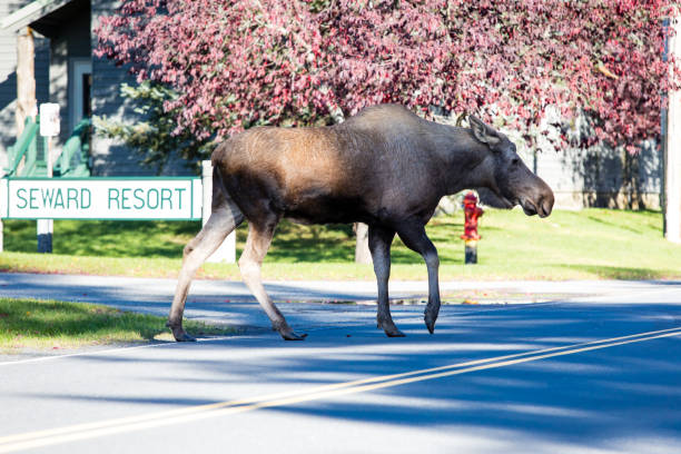 istock Moose Cow Crossing Alaskan Street 1479734663
