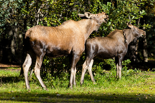 A serene scene unfolds as a moose cow grazes peacefully with her calves in a public park on a sunny day, delighting passersby with their presence.