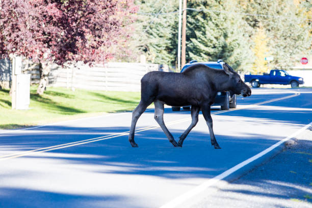 istock Moose Calf Crossing Alaskan Town 1479734858
