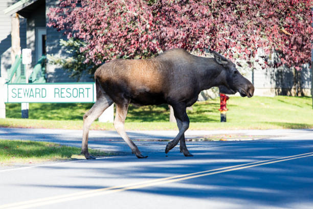istock Moose Cow Crossing Alaskan Street 1479735177