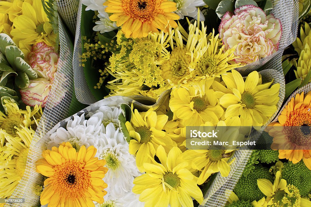 Żółte i pomarańczowe kwiaty w przedział - Zbiór zdjęć royalty-free (Bez ludzi)